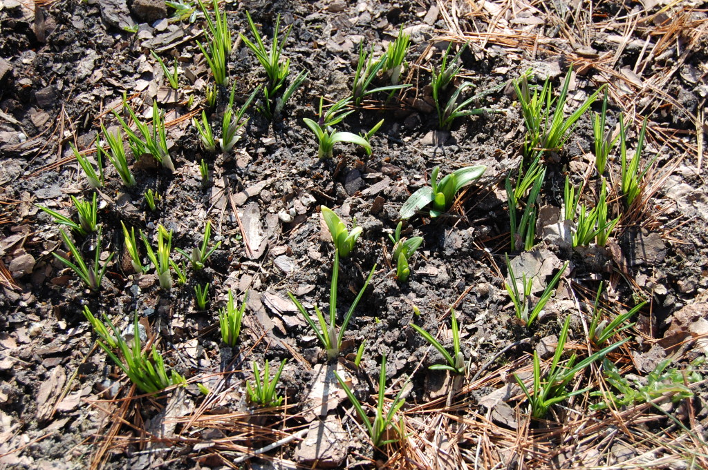 Osterglocken und Krokusse Uta Richter