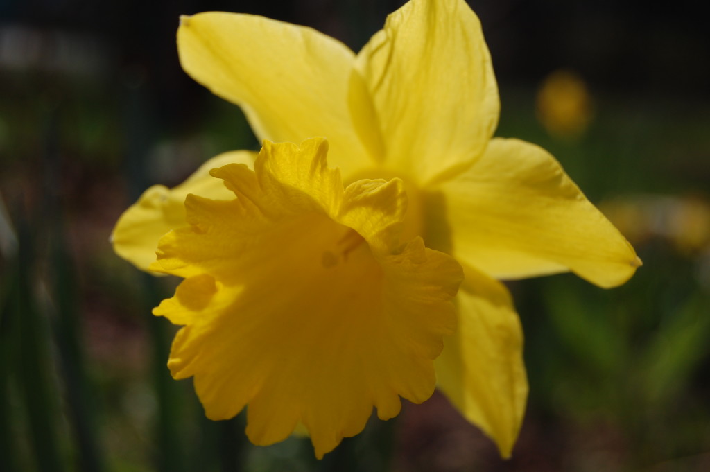 Die Narzissen zählen zu den ersten Blumen, die die Besucher der Gärten der Welt zum Beginn der Saison bewundern dürfen Foto: Uta Richter