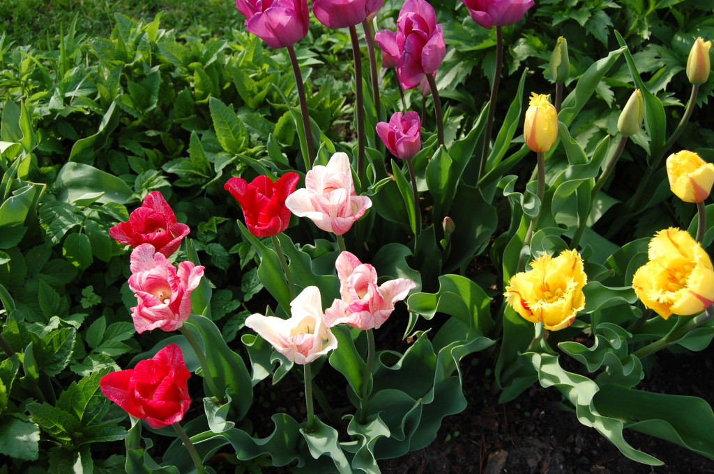 Die Tulpen kommen Foto: Uta Richter