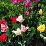 Die Tulpen kommen Foto: Uta Richter