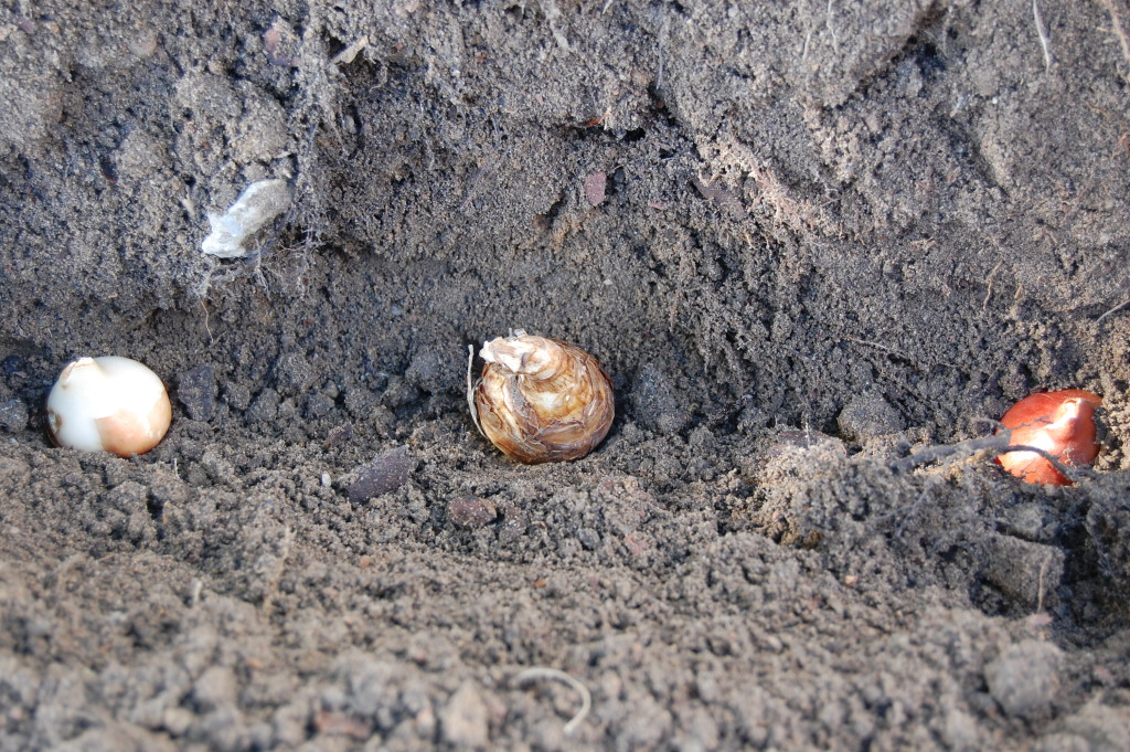 Blumenzwiebeln setzen