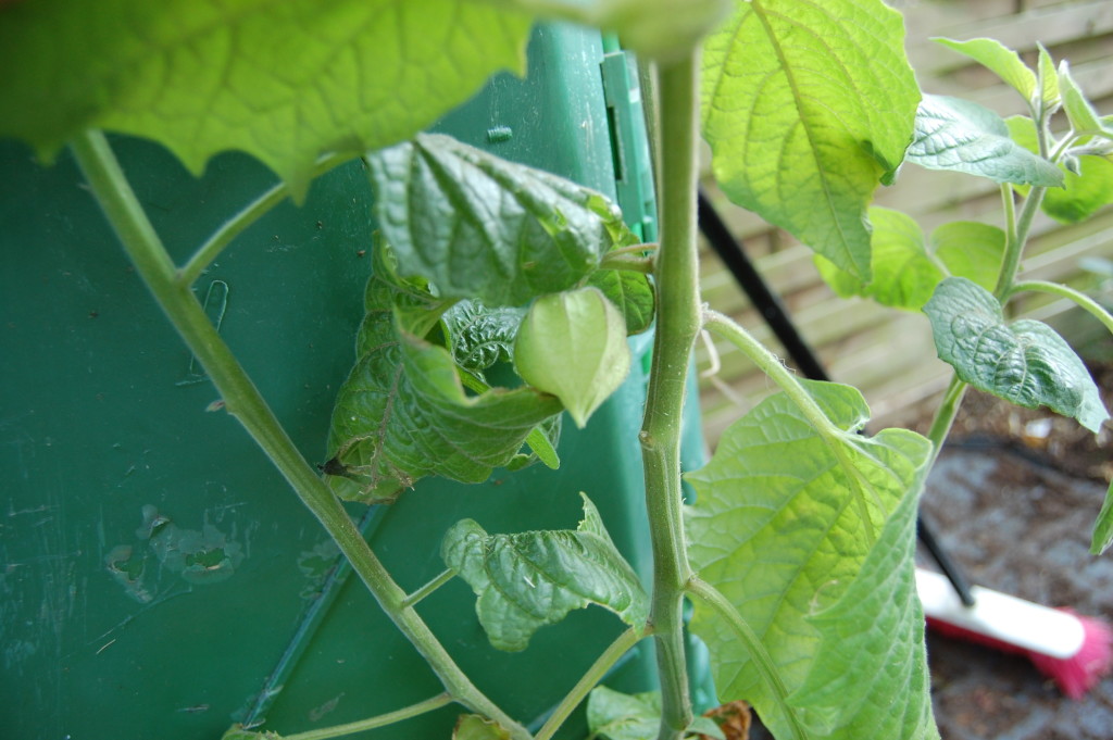 Physalis am Komposthaufen