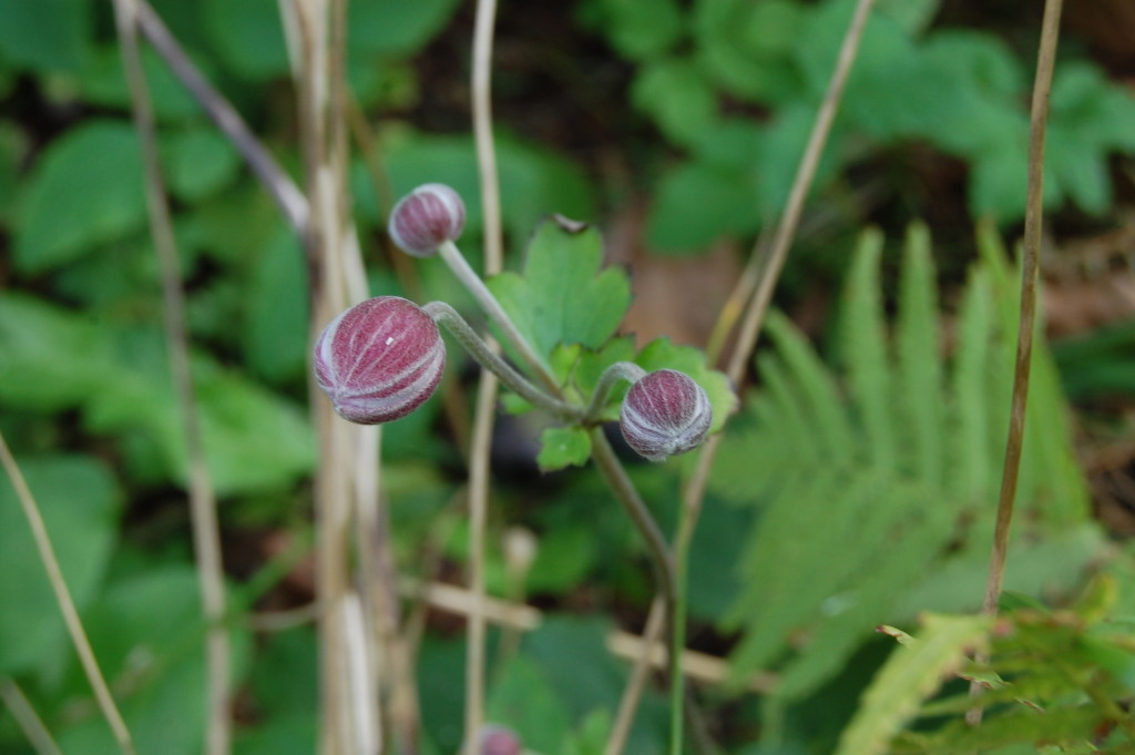 Rückkehr der Anemone