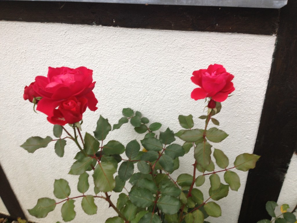 Die letzten Rosen