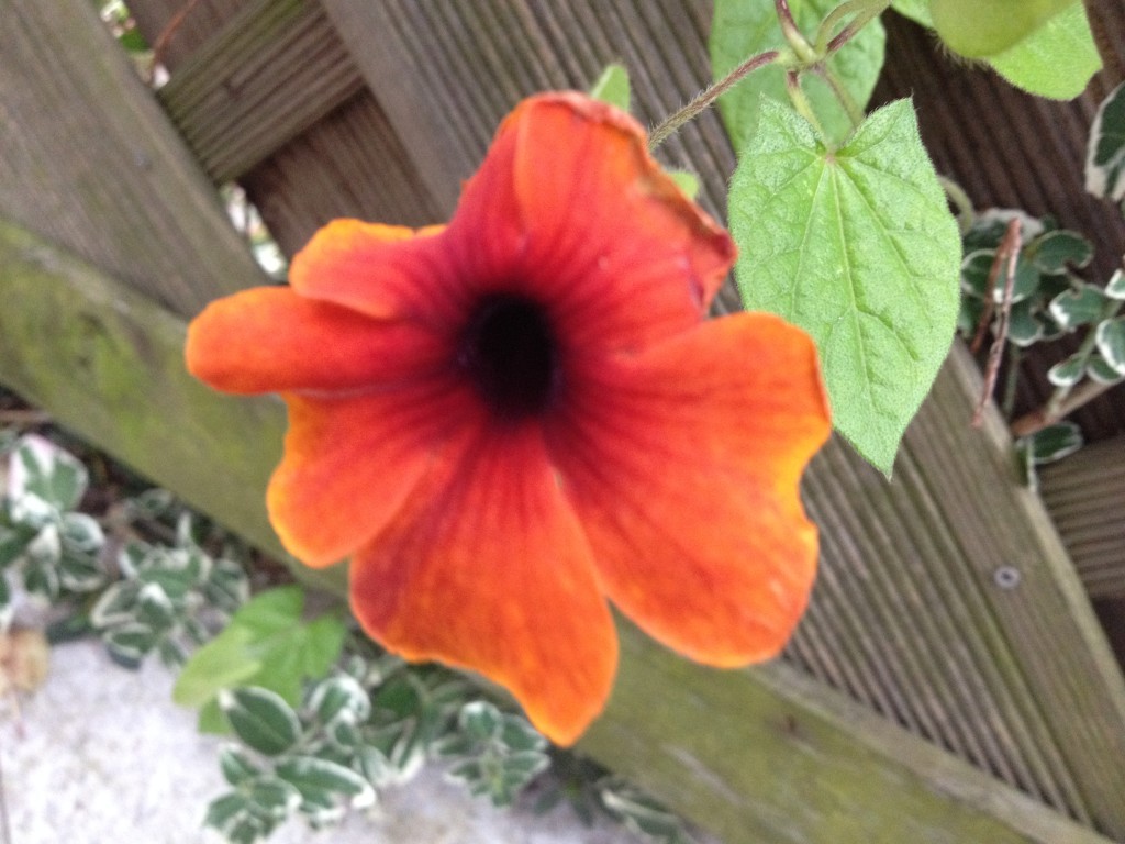 Suse in Rot