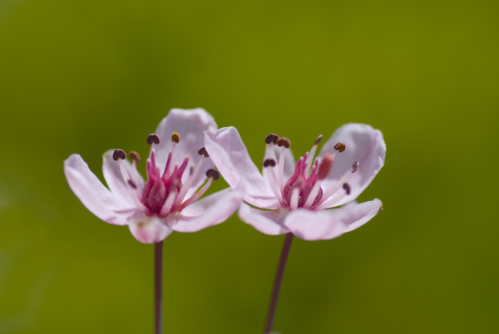 Die Blume des Jahres 2014 Foto: pa