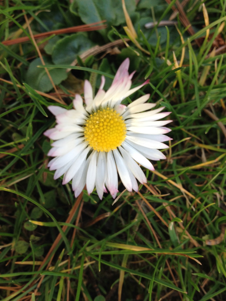 Gänseblümchen in Richtersgarten Foto: Uta Richter