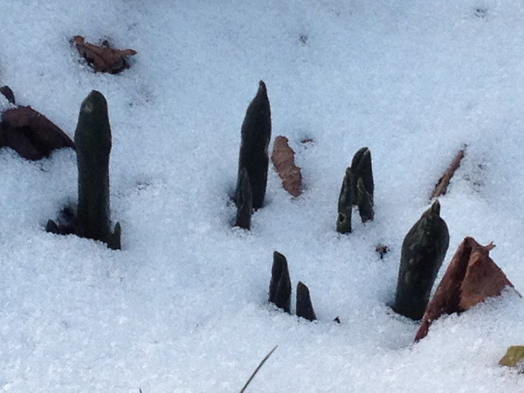 Der Frost hat den Garten fest im Griff Foto: Uta Richter