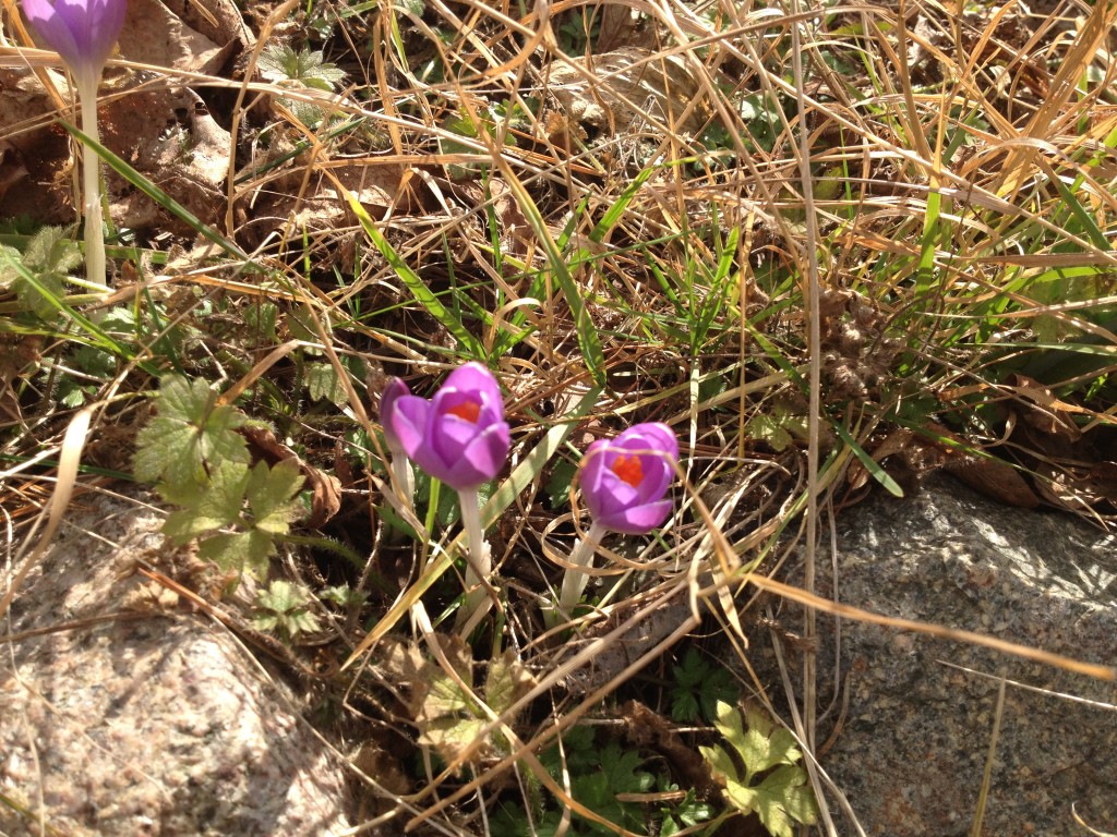 33 Tage vor dem Frühlingsanfang zeigten sich bei uns die ersten Krokusse Foto: Uta Richter