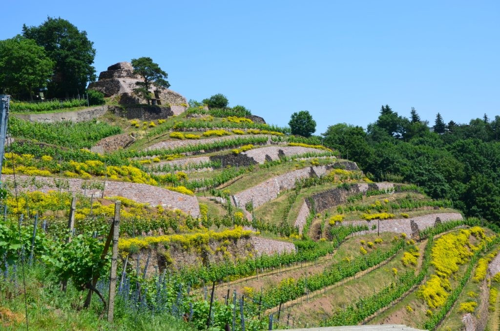 Weinberg_Weingut_DreiHerren_Sachsen Foto: Weingut Dreiherren