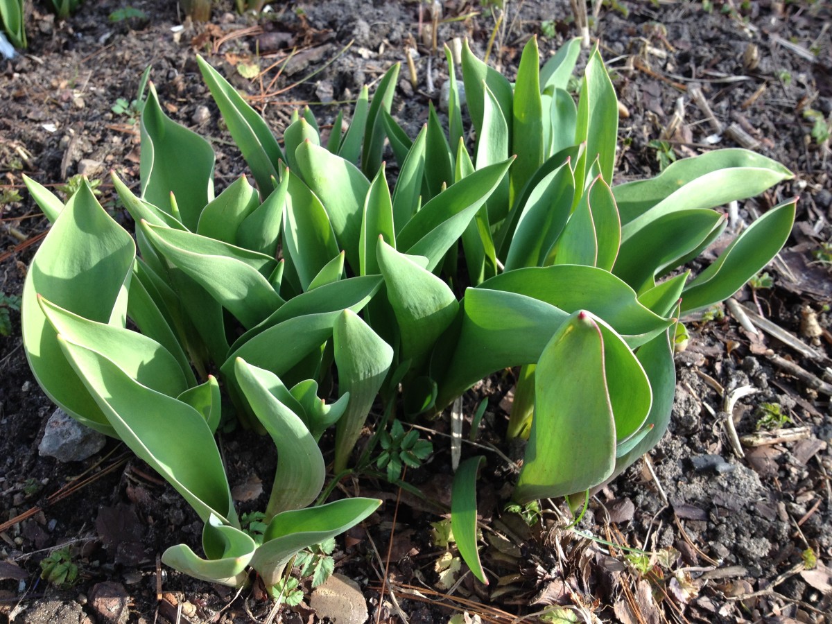 Tulpen kommen