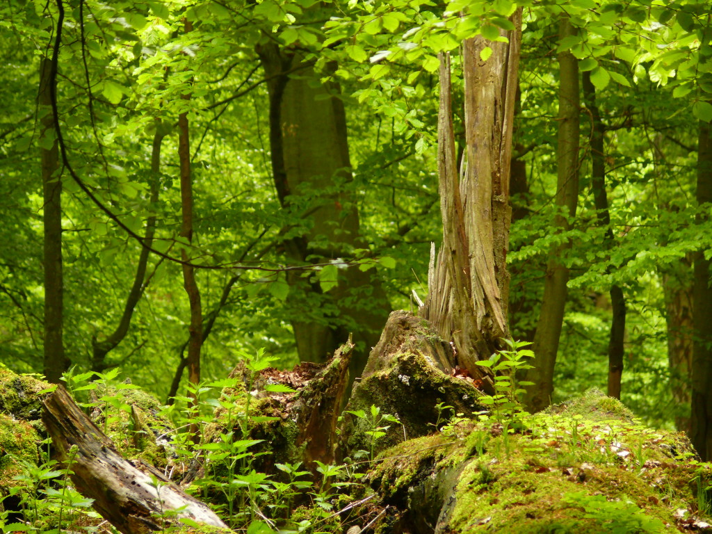 Mit Mach Wald für alle Totholz Hubertusstock_Nora_Kuenkler