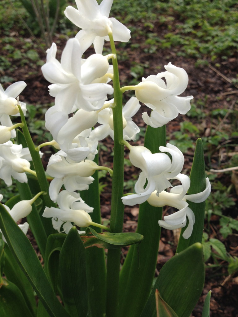 Supergeil: Frühstart für den Frühling – die weißen Hyazinthen blühen schon Foto: Uta Richter