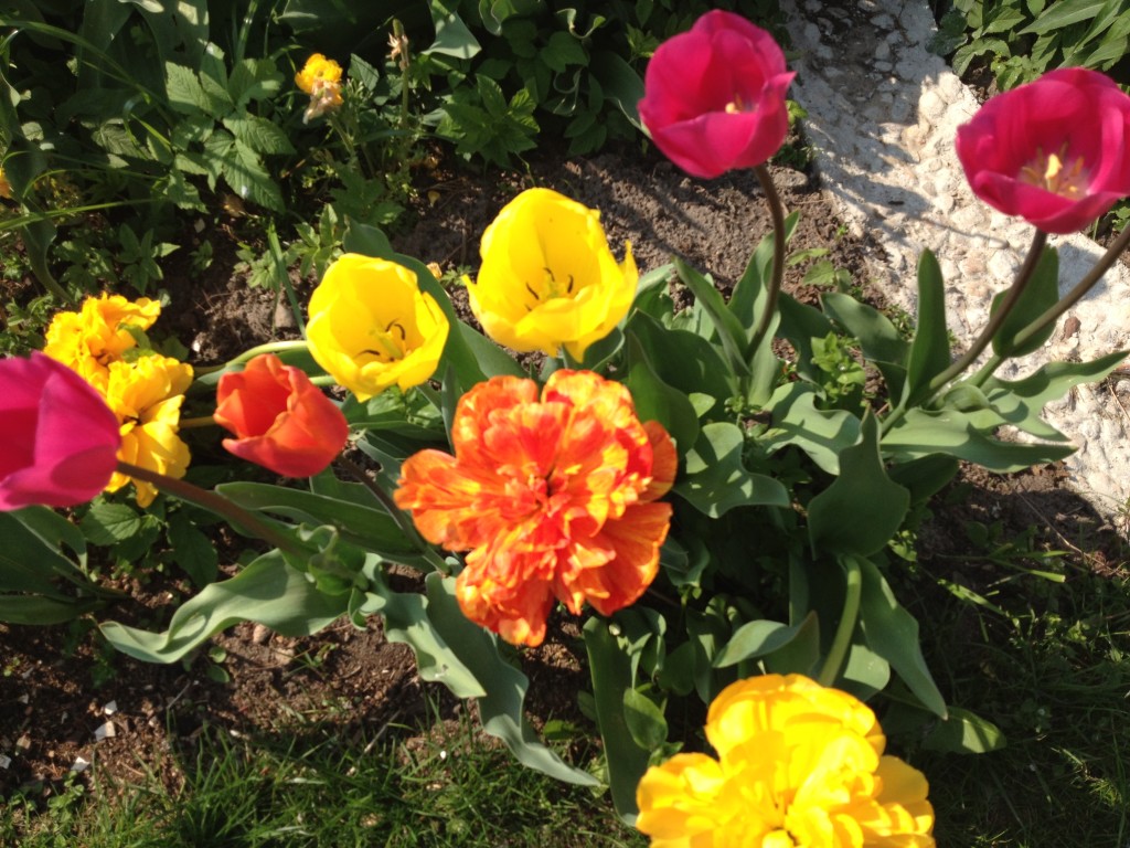 Tulpen kamen ursprünglich aus Istanbul nach Westeuropa Foto: Uta Richter