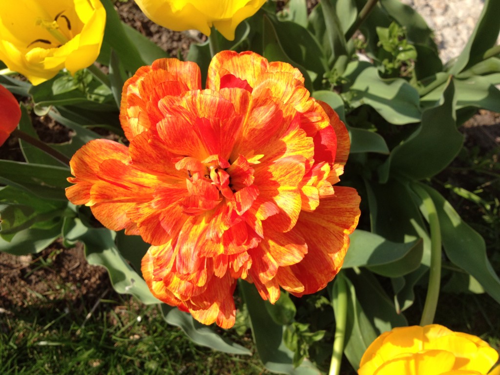 Tulpen im April Foto: Uta Richter
