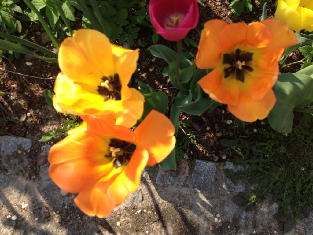 Tulpen im April Foto: Uta Richter