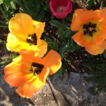 Tulpen im April Foto: Uta Richter
