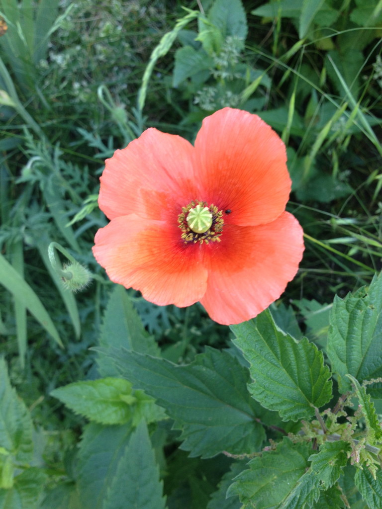 Rosen, Mohn und Rittersporn Foto: Uta Richter