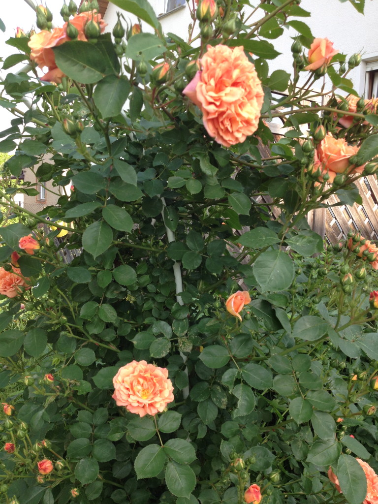 Rose vor dem Sturm Foto: Uta Richter