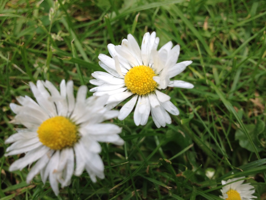 Gänseblümchen in Richtersgarten Foto: Uta Richter