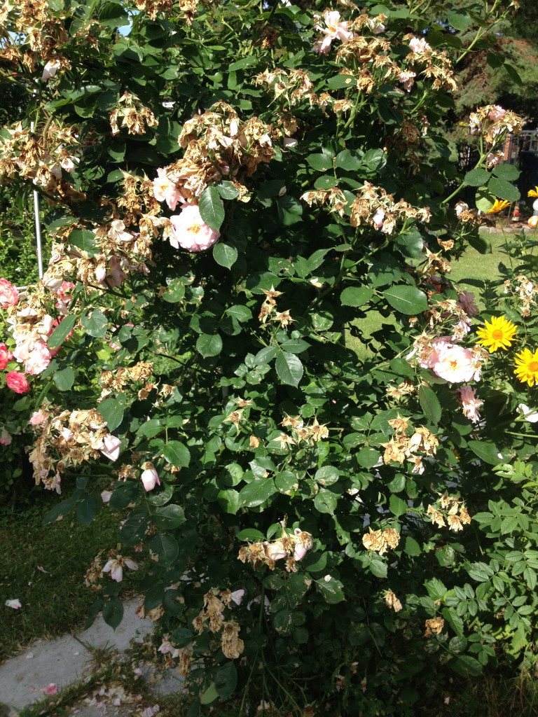 Kletterrosen nach der Blüte schneiden Foto: Uta Richter