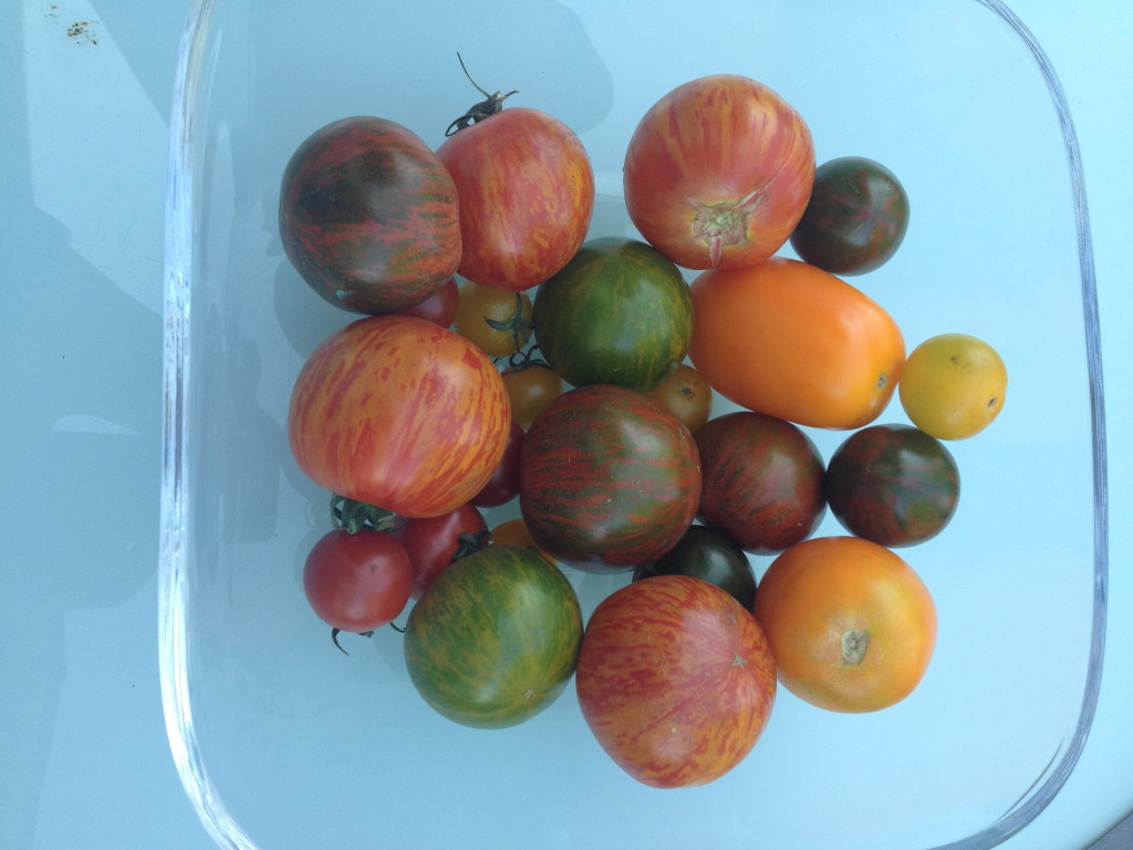 Tolle Tomaten vom Markt in Potsdam Foto: Uta Richter