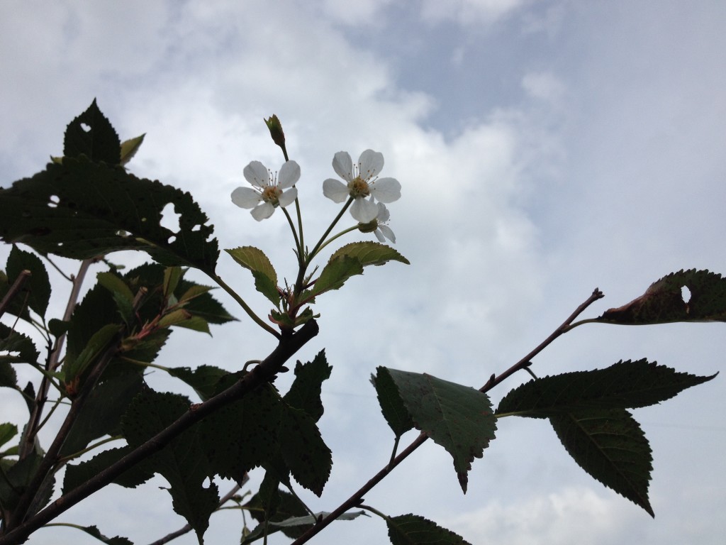 Kirschblüte im August Foto: Uta Richter