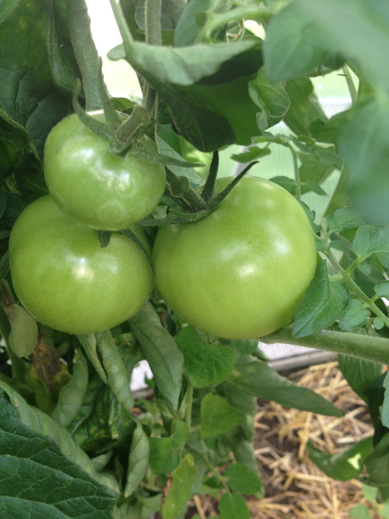 Erntezeit bei den Tomaten Foto: Uta Richter