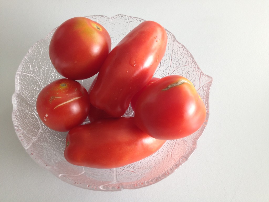 Erntezeit bei den Tomaten Foto: Uta Richter