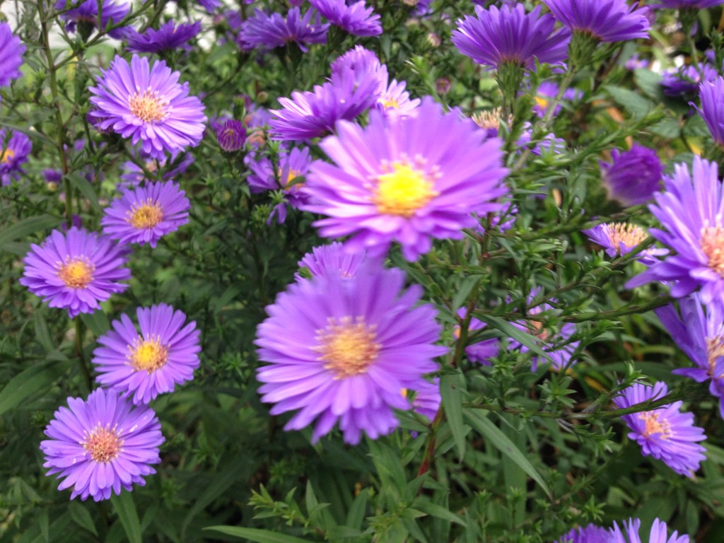 Blüten im Herbst Foto: Uta Richter