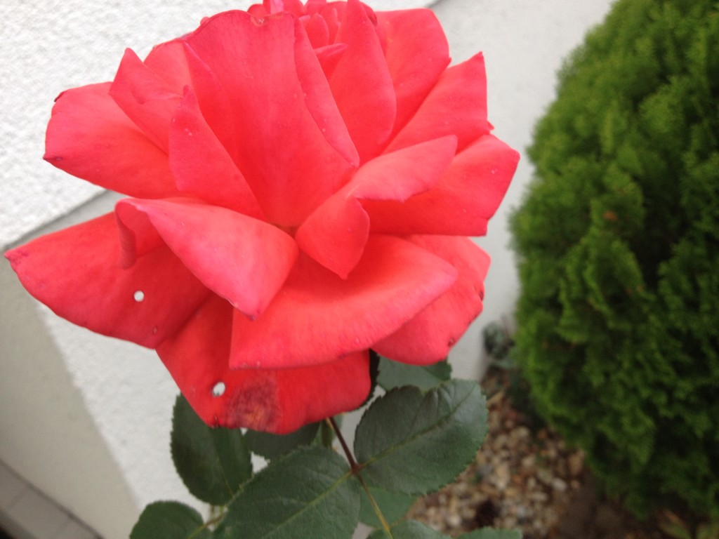 Blüten im Herbst Foto: Uta Richter