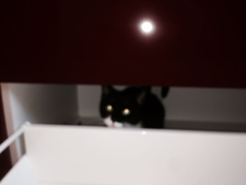 Cat in the kitchen Foto: H. Richter