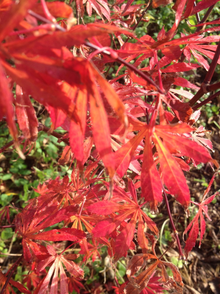 Ahorn im Herbst Foto: Uta Richter