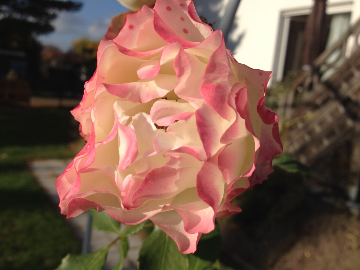 Die letzte Rose des Gartenjahres 2014 foto: Uta Richter