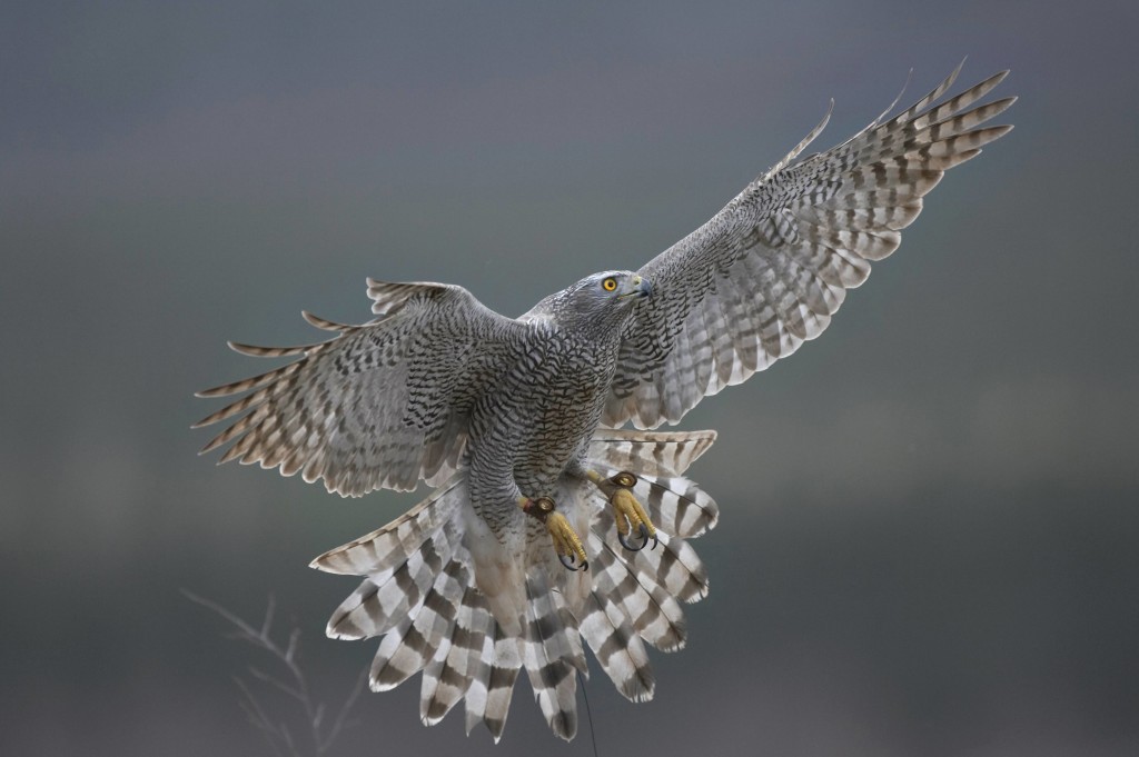 Das Habicht ist der Vogel des Jahres 2015 Foto: pa/Blickwinkel