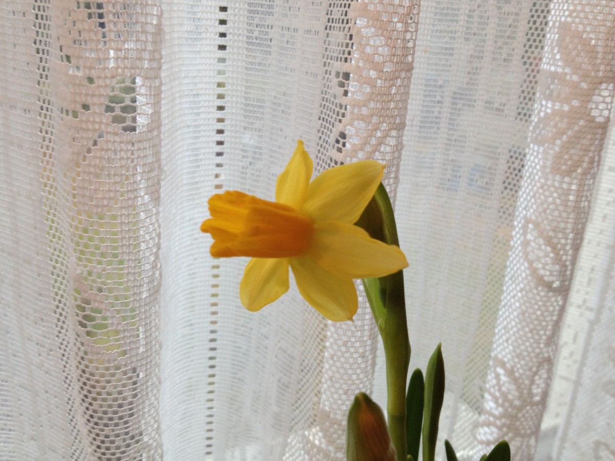 Blumen auf der Fensterbank