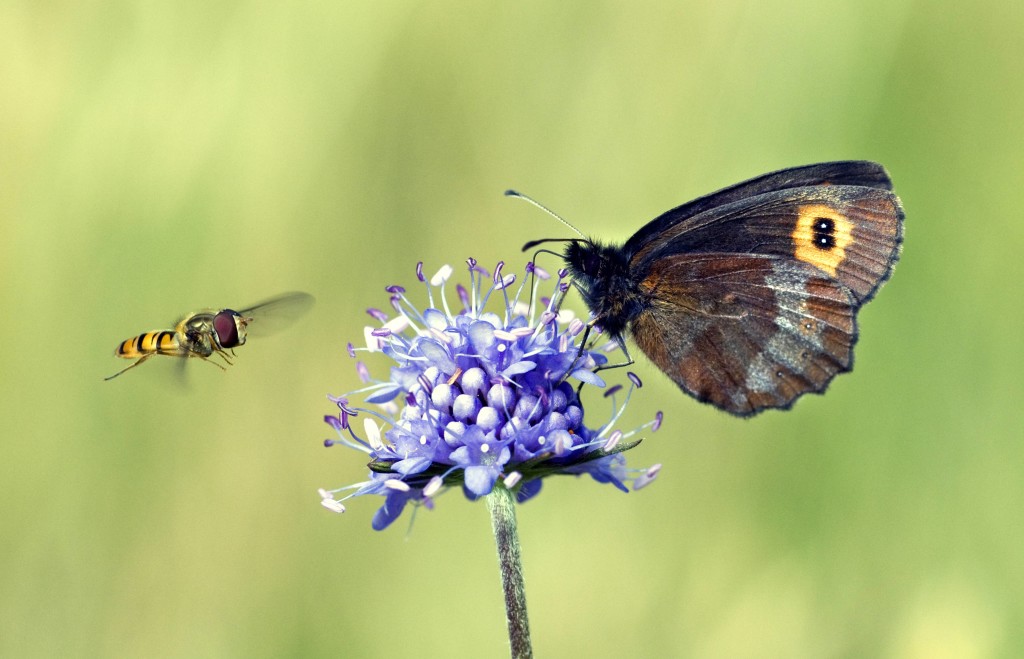 Blume des Jahres 2015 Gewöhnlicher Teufelsabbiss Foto: pa/Blickwinckel