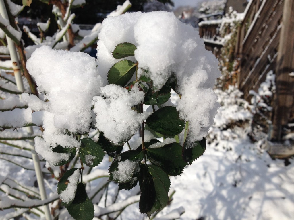 Kletterrose im Schnee Foto: Uta Richter
