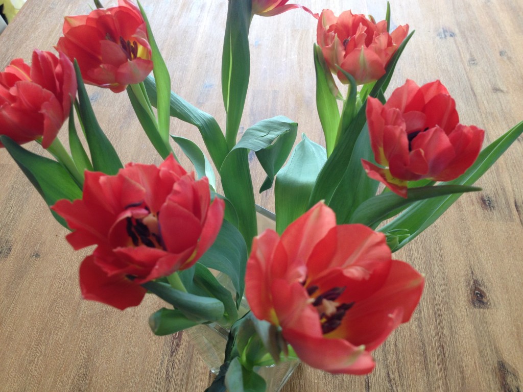 Tulpen aus Amsterdam Foto: Uta Richter