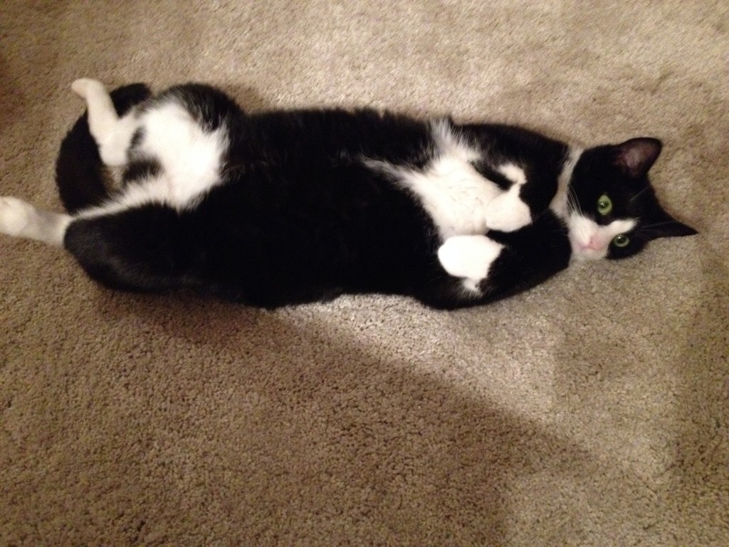 Katze ganz entspannt Foto: Uta Richter