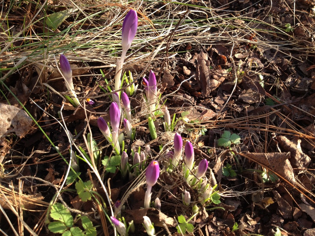 Blütezeit für Krokusse Foto: Uta Richter