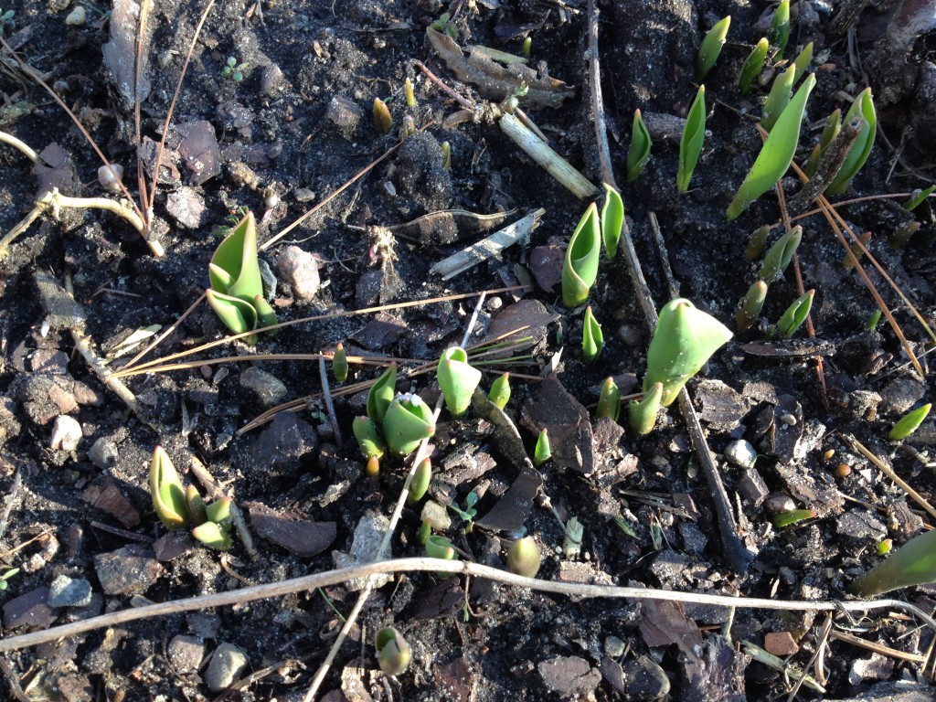 Noch keine Blütezeit für Tulpen Foto: Uta Richter