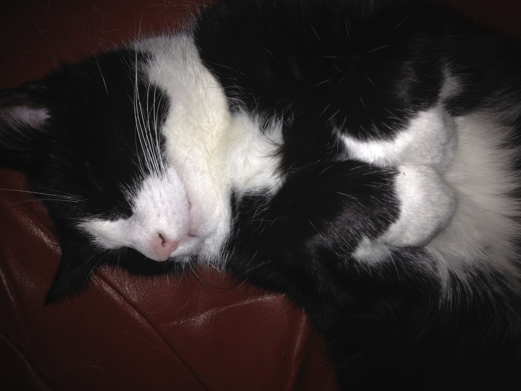 Liebe dein Haustier-Tag Foto: Uta Richter