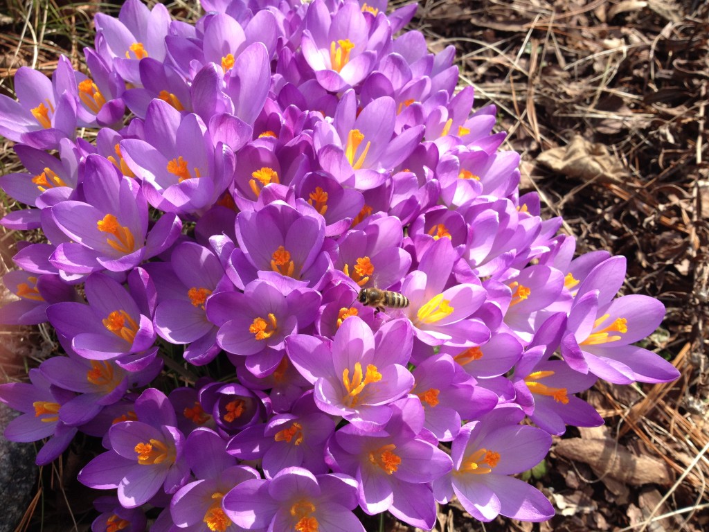 Die Krokusse blühen im Februar richtersgarten.de
