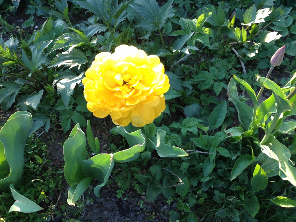 Die etwas andere Tulpe im Garten Foto: Uta Richter