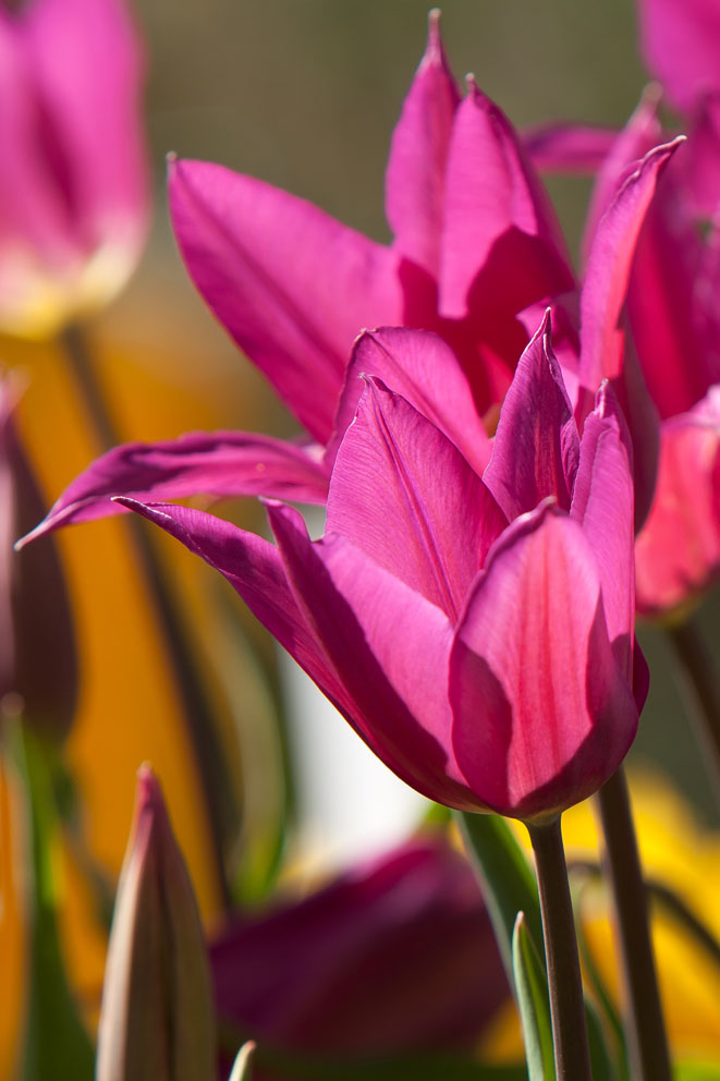 Tulpensortenschau_Späth_Foto_Daniela-Incoronato_1_web