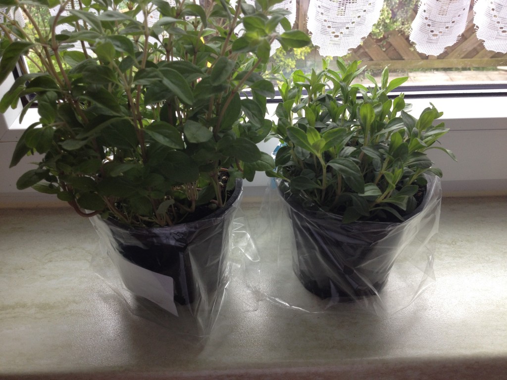 Scharfer Oregano und Petersilie Foto: Uta Richterr Oregano