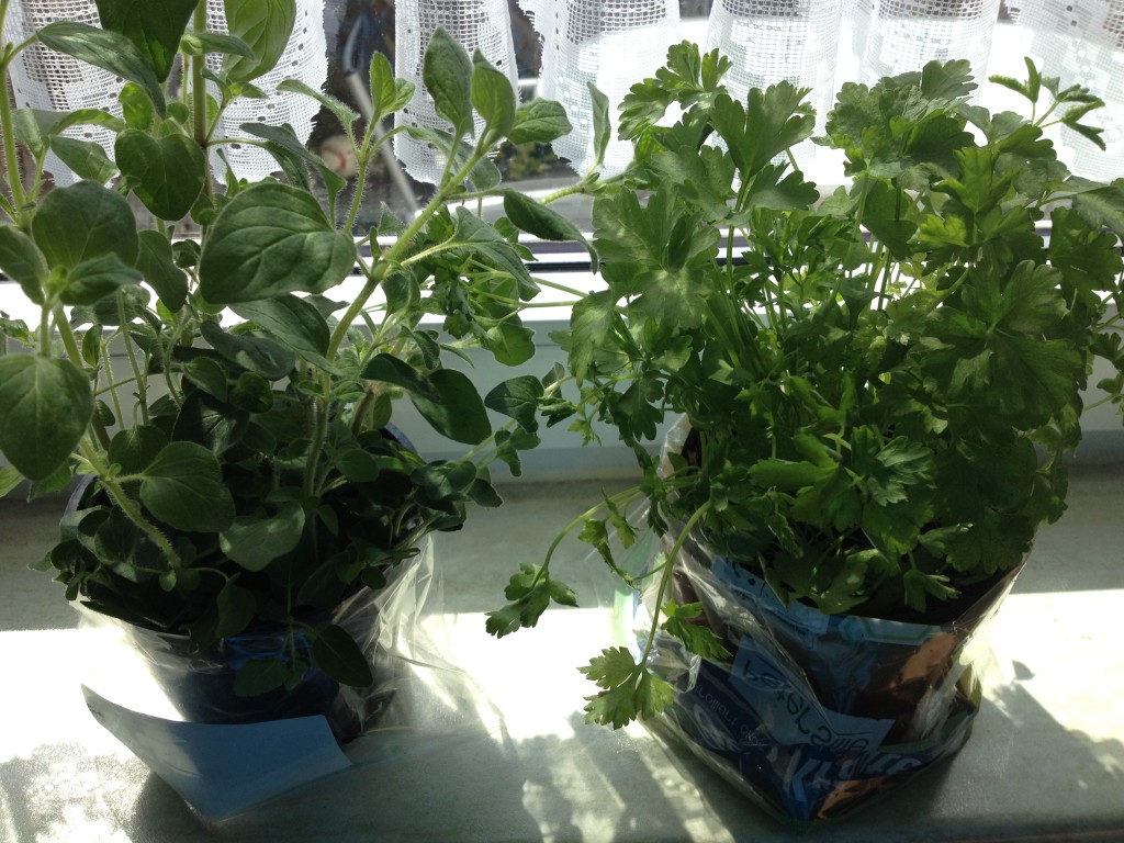 Scharfer Oregano und Petersilie Foto: Uta Richter