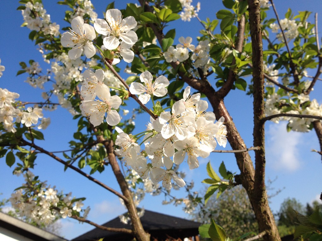 Die Sauerkirsche soll am Barbaratag blühen Foto: Uta Richter