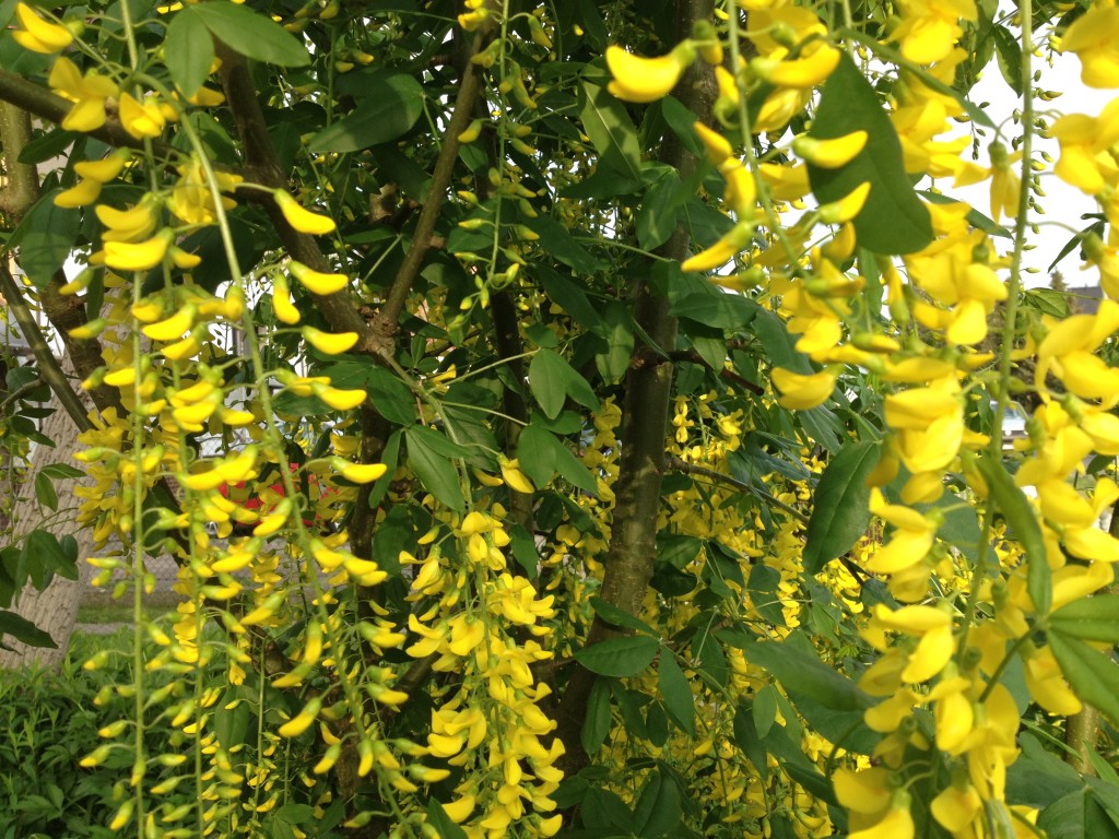 Muss man Goldregen schneiden? Foto: Uta Richter